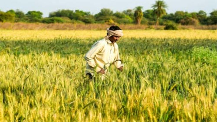 मानसून में देरी से घबराएं नहीं, समय पर करें धान की बोआई-रोपाई : कृषि वैज्ञानिक