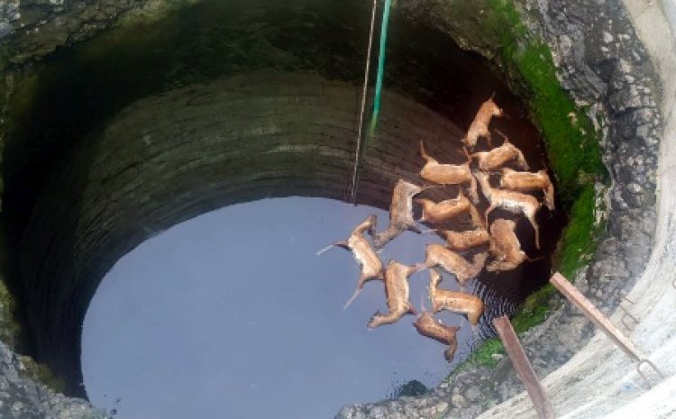 कुएं में समा गई 13 हिरणों की जिंदगी