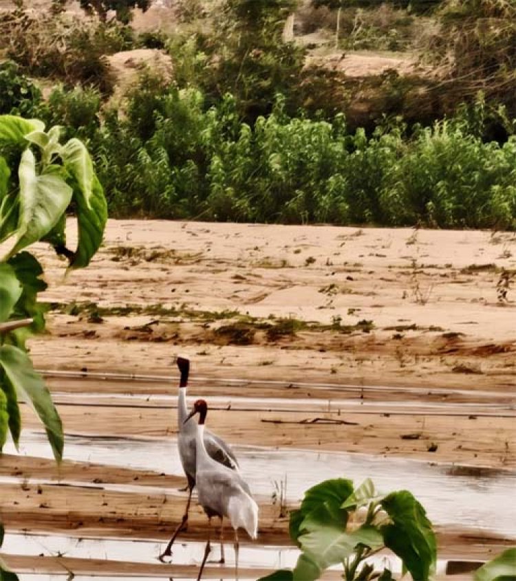 सरगुजा की आर्द्रभूमि में फिर दिखा राष्ट्रीय गौरव पक्षी सारस क्रेन
