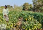 धान से ग्राफ्टेड बैंगन तक बदली किसान कंदर्प नायक की तकदीर