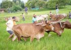 अपनी माटी और खेती-किसानी से मुख्यमंत्री विष्णु देव साय का आत्मीय जुड़ाव
