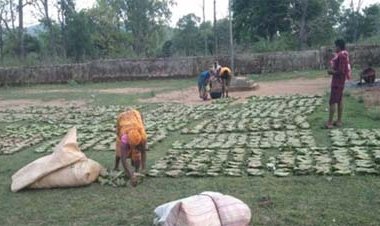 तेन्दूपत्ता संग्रहण की नई पहल से अबुझमाड़ के 22 गांवों को मिला लाभ