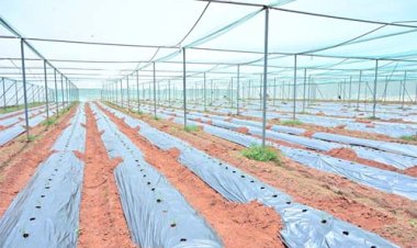 संरक्षित खेती और उद्यानिकी से जशपुर के किसान अनारथ साय ने लिखी आत्मनिर्भरता की नई कहानी