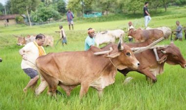 अपनी माटी और खेती-किसानी से मुख्यमंत्री विष्णु देव साय का आत्मीय जुड़ाव