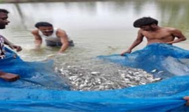 कृषि से मत्स्य पालन तक का सफर : अरविंद सिंह ने इंटीग्रेटेड फिश फार्मिंग से खड़ी की 8 लाख से अधिक वार्षिक आय की मिसाल