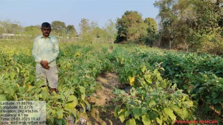 धान से ग्राफ्टेड बैंगन तक बदली किसान कंदर्प नायक की तकदीर