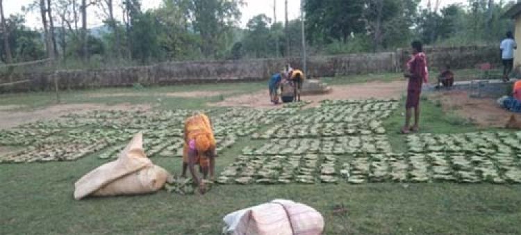 तेन्दूपत्ता संग्रहण की नई पहल से अबुझमाड़ के 22 गांवों को मिला लाभ