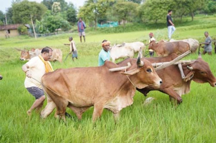 अपनी माटी और खेती-किसानी से मुख्यमंत्री विष्णु देव साय का आत्मीय जुड़ाव