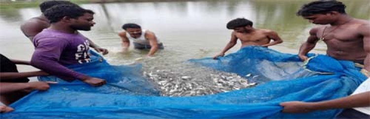 कृषि से मत्स्य पालन तक का सफर : अरविंद सिंह ने इंटीग्रेटेड फिश फार्मिंग से खड़ी की 8 लाख से अधिक वार्षिक आय की मिसाल