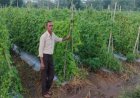 करेले की उन्नत खेती से चमकी किसान नारायण प्रसाद वर्मा की किस्मत