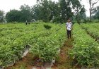 बदलाव की कहानी : ग्राफ्टेड बैंगन की खेती से गौरव की बढ़ी आमदनी