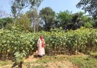 सेवा की कहानी : बिहान से प्रमिला ने लिखी आत्मनिर्भरता की कहानी, खेती के साथ सिलाई और मुर्गी पालन बना आय का मजबूत आधार