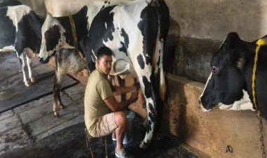 उन्नत नस्ल सुधार और आधुनिक पशुपालन से बदली परदेशी की किस्मत