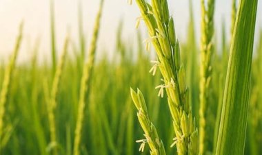 धान की फसल में बालियाँ निकलने की अवस्था, महत्वपूर्ण है उचित फसल प्रबंधन: एनआईबीएसएम
