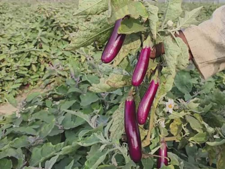 बंजर जमीन पर लहलहाई ग्राफ्टेड फसल, रायगढ़ के किसान ने ग्राफ्टेड टमाटर और बैंगन की खेती से कमाए 4.25 लाख
