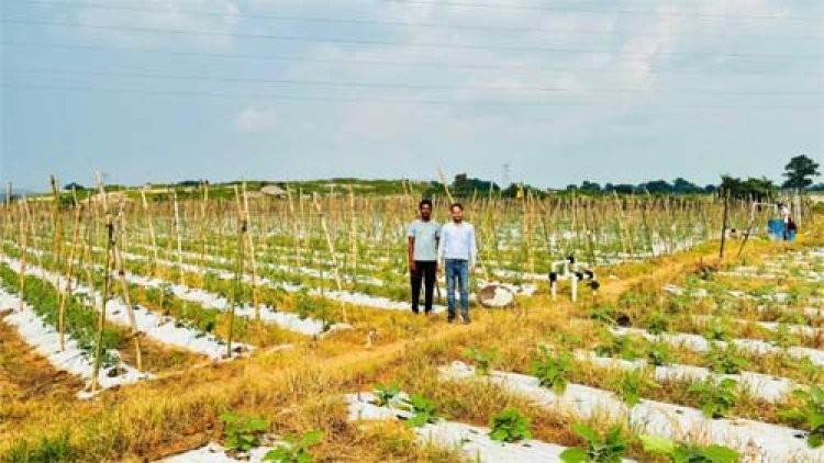 उद्यानिकी विभाग की योजनाओं से छत्रपाल सिंह कंवर ने संवारी खेती, सालाना आय बढ़कर 4-5 लाख रुपये तक पहुंची