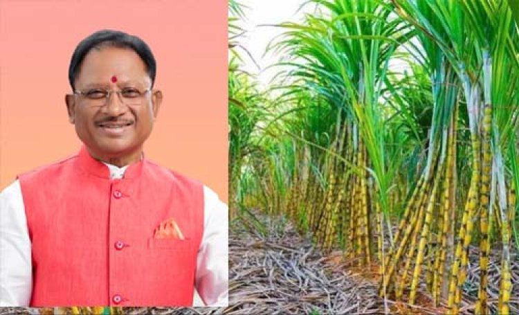 प्रदेश के 31 हजार गन्ना किसानों को मिलेगा 51.09 करोड़ रुपए का बोनस